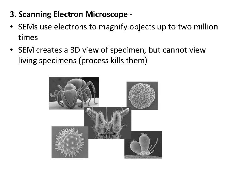 3. Scanning Electron Microscope - • SEMs use electrons to magnify objects up to
