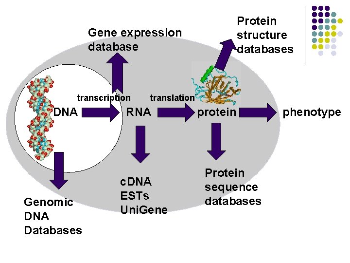 Protein structure databases Gene expression database transcription DNA Genomic DNA Databases translation RNA c.