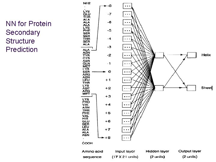 NN for Protein Secondary Structure Prediction 