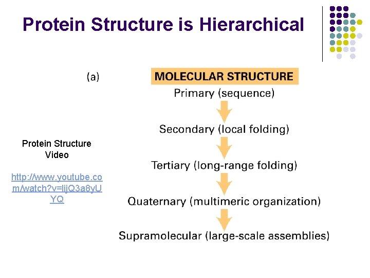 Protein Structure is Hierarchical Protein Structure Video http: //www. youtube. co m/watch? v=lij. Q