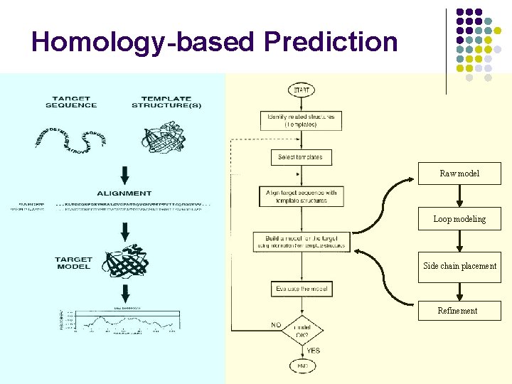 Homology-based Prediction Raw model Loop modeling Side chain placement Refinement 