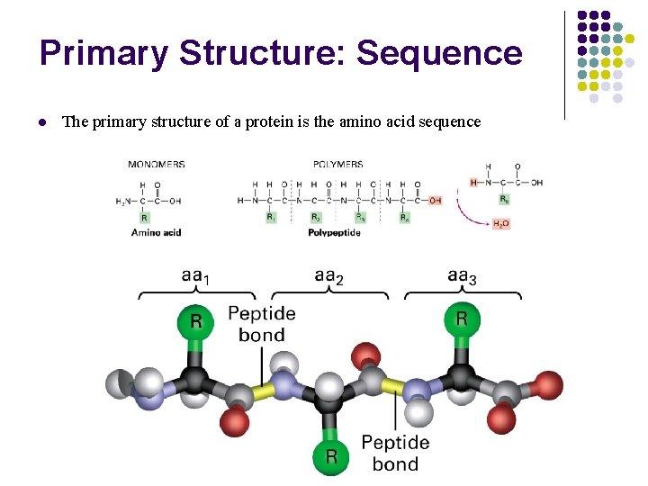 Primary Structure: Sequence l The primary structure of a protein is the amino acid