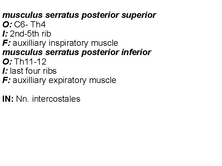 musculus serratus posterior superior O: C 6 - Th 4 I: 2 nd-5 th