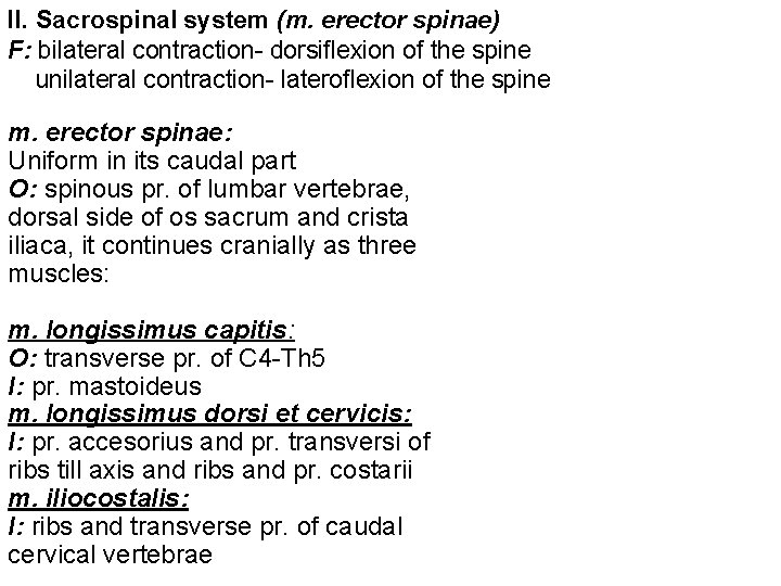 II. Sacrospinal system (m. erector spinae) F: bilateral contraction- dorsiflexion of the spine unilateral