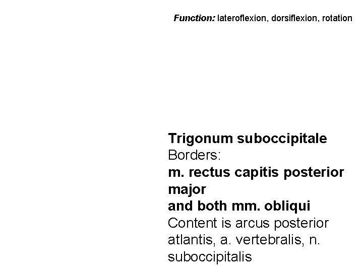 Function: lateroflexion, dorsiflexion, rotation Trigonum suboccipitale Borders: m. rectus capitis posterior major and both