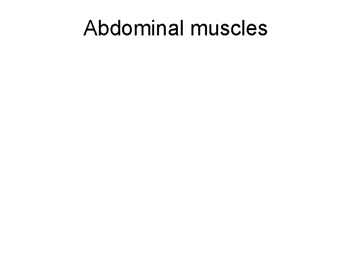 Abdominal muscles 