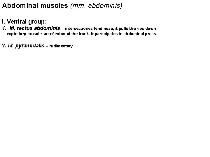 Abdominal muscles (mm. abdominis) I. Ventral group: 1. M. rectus abdominis – intersectiones tendineae,