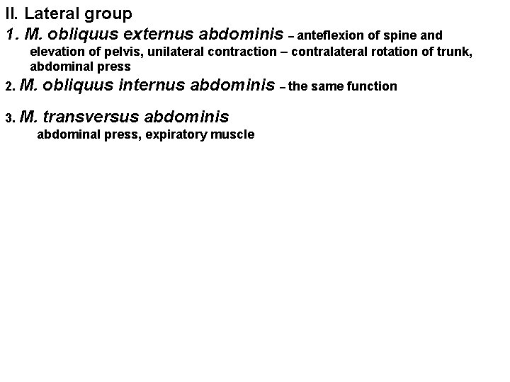 II. Lateral group 1. M. obliquus externus abdominis – anteflexion of spine and elevation