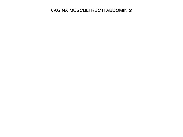 VAGINA MUSCULI RECTI ABDOMINIS 