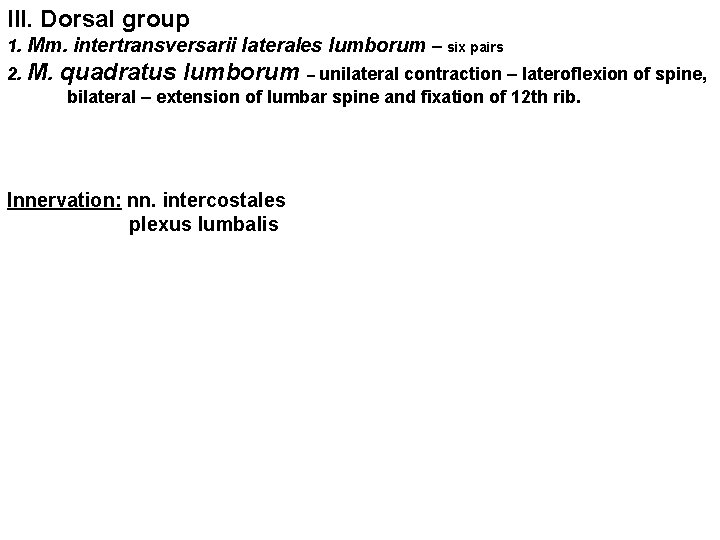 III. Dorsal group 1. Mm. intertransversarii laterales lumborum – six pairs 2. M. quadratus