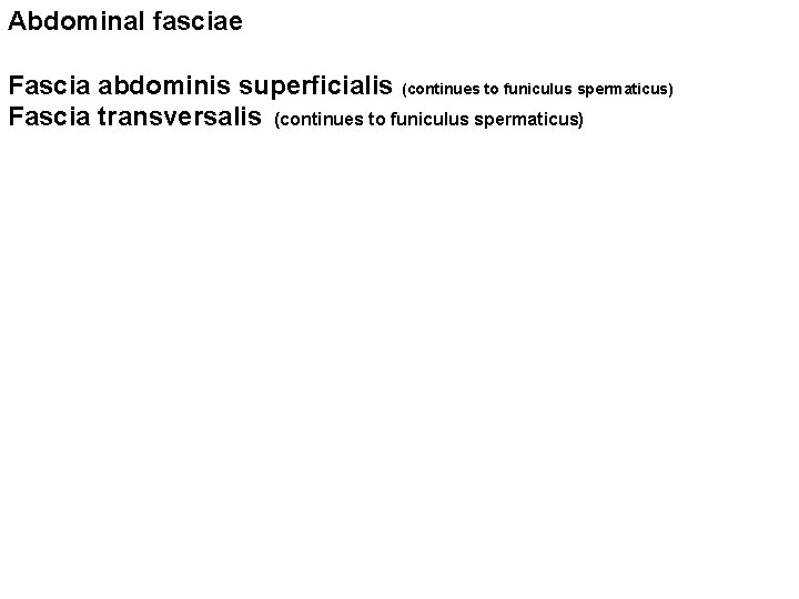 Abdominal fasciae Fascia abdominis superficialis (continues to funiculus spermaticus) Fascia transversalis (continues to funiculus