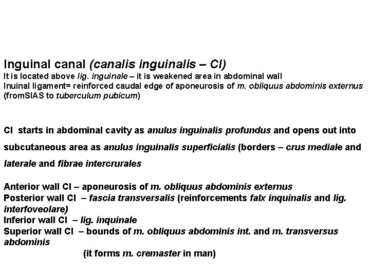 Inguinal canal (canalis inguinalis – CI) It is located above lig. inguinale – it