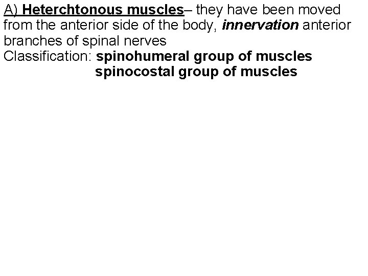 A) Heterchtonous muscles– they have been moved from the anterior side of the body,
