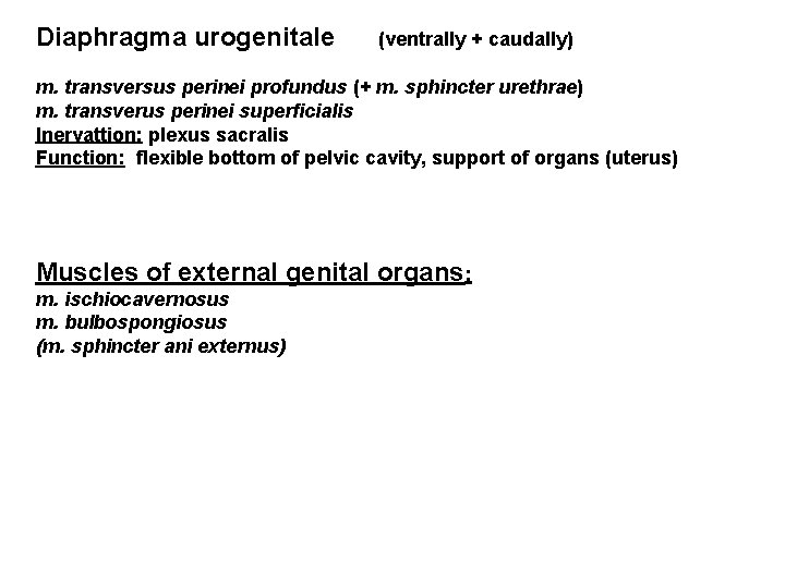 Diaphragma urogenitale (ventrally + caudally) m. transversus perinei profundus (+ m. sphincter urethrae) m.