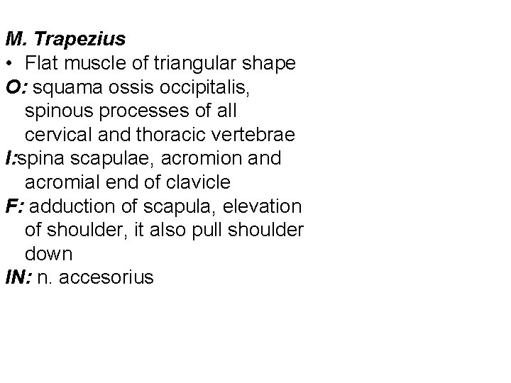 M. Trapezius • Flat muscle of triangular shape O: squama ossis occipitalis, spinous processes