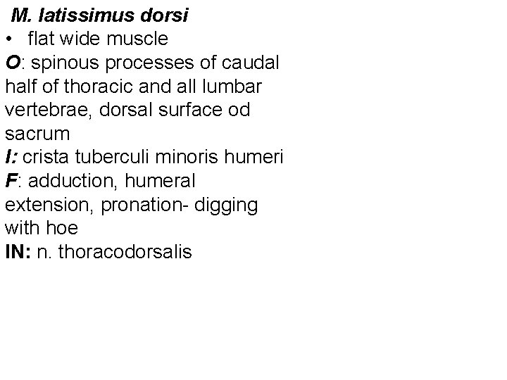 M. latissimus dorsi • flat wide muscle O: spinous processes of caudal half of