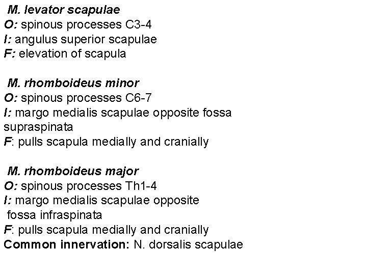 M. levator scapulae O: spinous processes C 3 -4 I: angulus superior scapulae F: