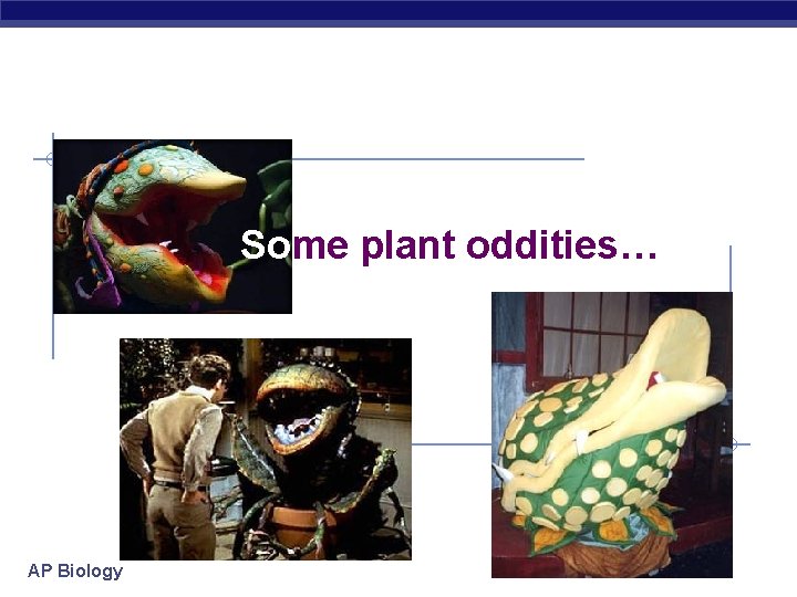 Some plant oddities… AP Biology 2006 -2007 