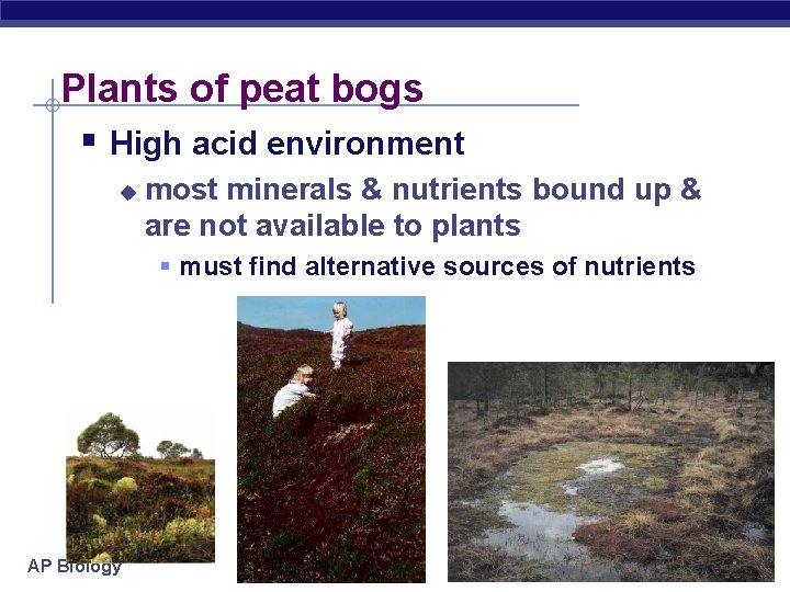 Plants of peat bogs § High acid environment u most minerals & nutrients bound