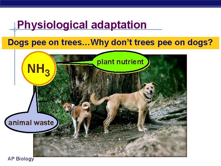 Physiological adaptation Dogs pee on trees…Why don’t trees pee on dogs? NH 3 animal