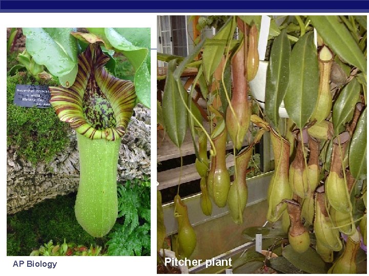 AP Biology Pitcher plant 