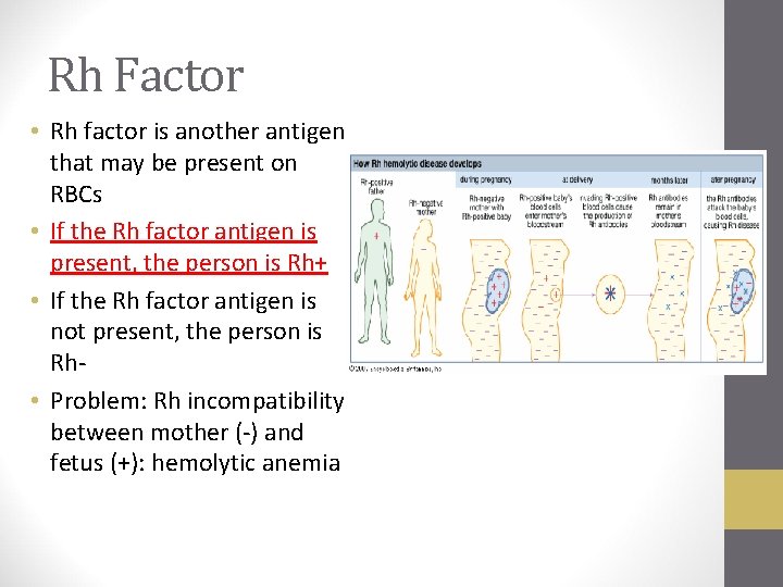 Rh Factor • Rh factor is another antigen that may be present on RBCs