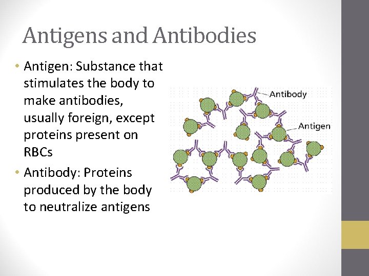 Antigens and Antibodies • Antigen: Substance that stimulates the body to make antibodies, usually