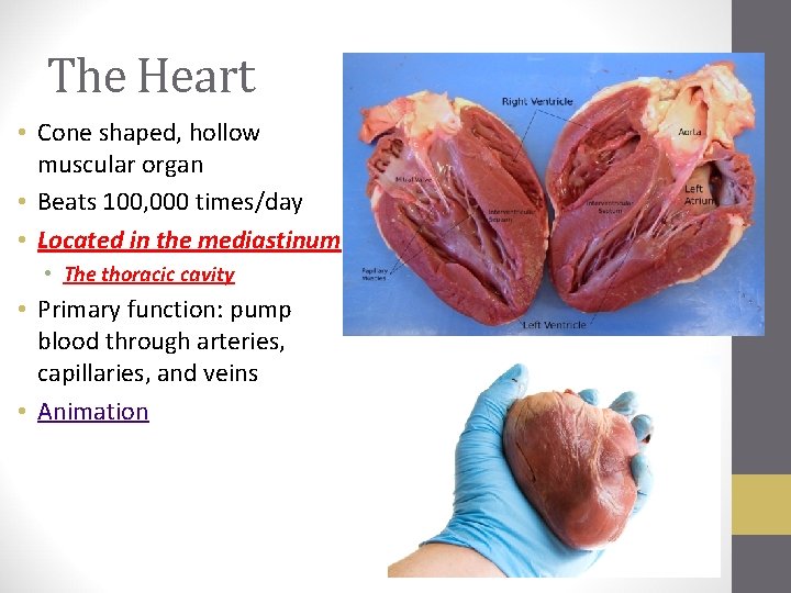 The Heart • Cone shaped, hollow muscular organ • Beats 100, 000 times/day •