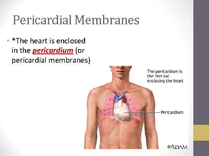 Pericardial Membranes • *The heart is enclosed in the pericardium (or pericardial membranes) 
