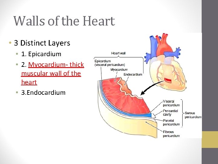 Walls of the Heart • 3 Distinct Layers • 1. Epicardium • 2. Myocardium-