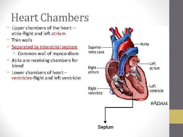 Heart Chambers • Upper chambers of the heart – atria-Right and left atrium •