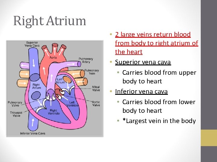 Right Atrium • 2 large veins return blood from body to right atrium of