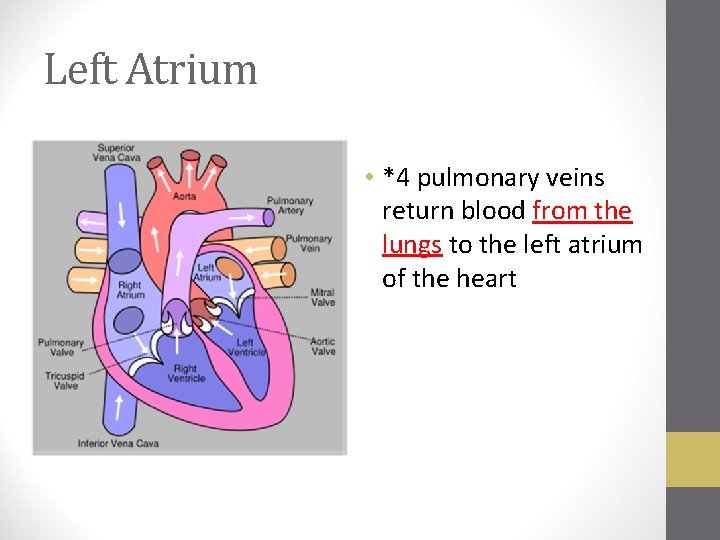 Left Atrium • *4 pulmonary veins return blood from the lungs to the left