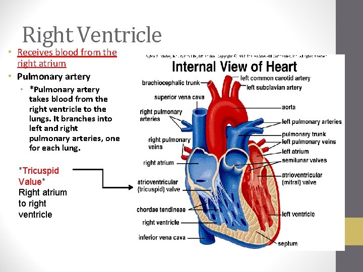 Right Ventricle • Receives blood from the right atrium • Pulmonary artery • *Pulmonary