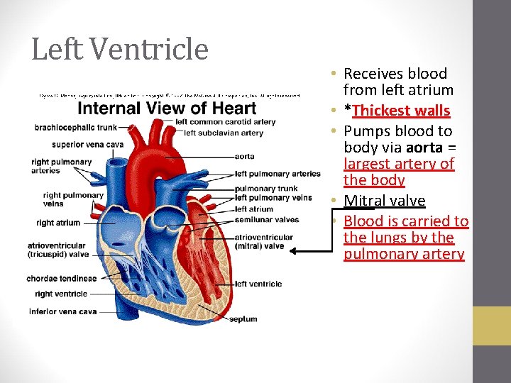 Left Ventricle • Receives blood from left atrium • *Thickest walls • Pumps blood
