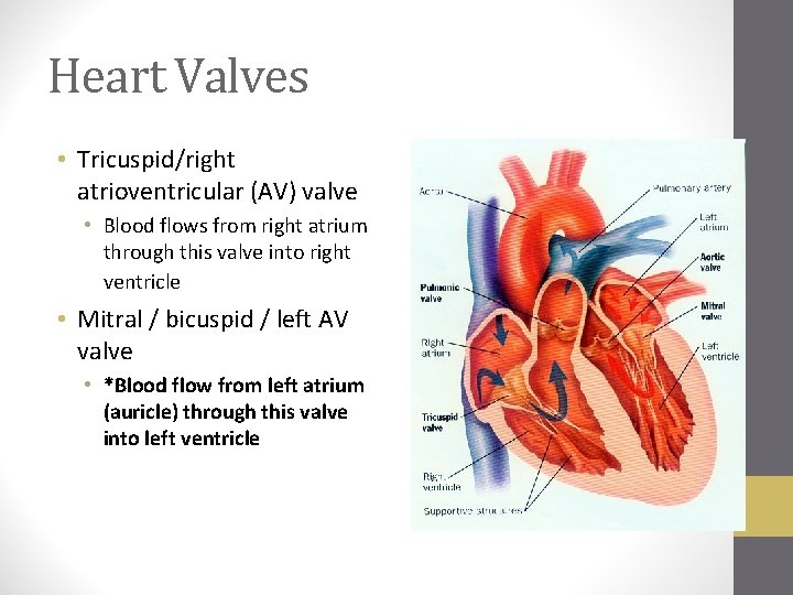 Heart Valves • Tricuspid/right atrioventricular (AV) valve • Blood flows from right atrium through