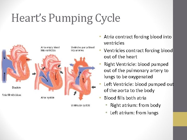 Heart’s Pumping Cycle • Atria contract forcing blood into ventricles • Ventricles contract forcing