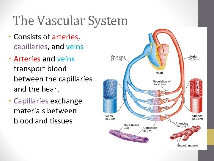 The Vascular System • Consists of arteries, capillaries, and veins • Arteries and veins