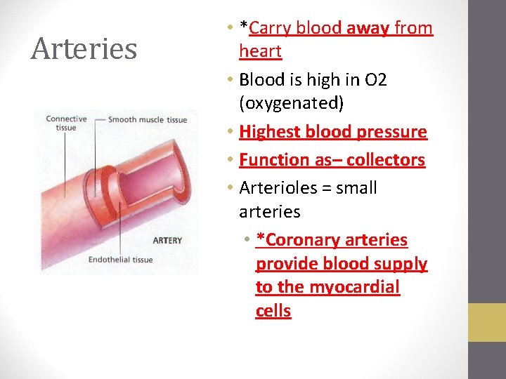 Arteries • *Carry blood away from heart • Blood is high in O 2