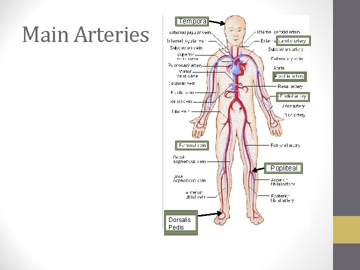 Main Arteries Temporal Popliteal Dorsalis Pedis 