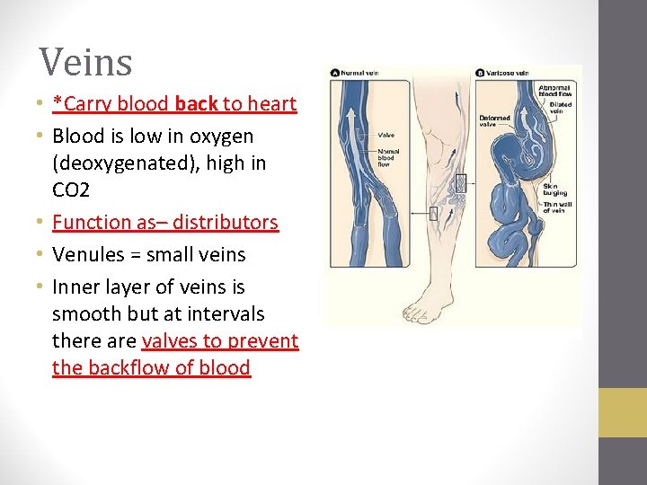 Veins • *Carry blood back to heart • Blood is low in oxygen (deoxygenated),