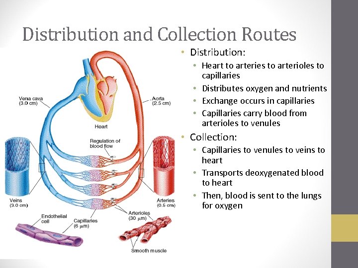 Distribution and Collection Routes • Distribution: • Heart to arteries to arterioles to capillaries