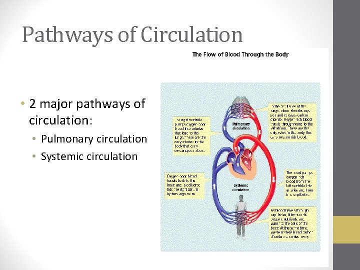 Pathways of Circulation • 2 major pathways of circulation: • Pulmonary circulation • Systemic