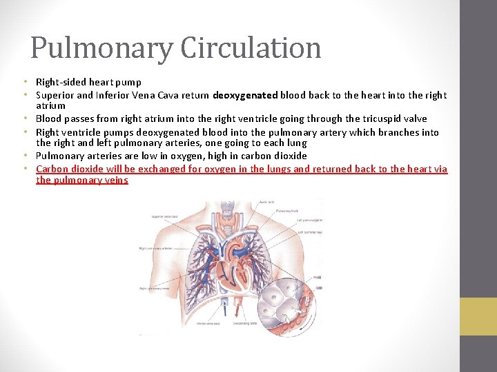 Pulmonary Circulation • Right-sided heart pump • Superior and Inferior Vena Cava return deoxygenated