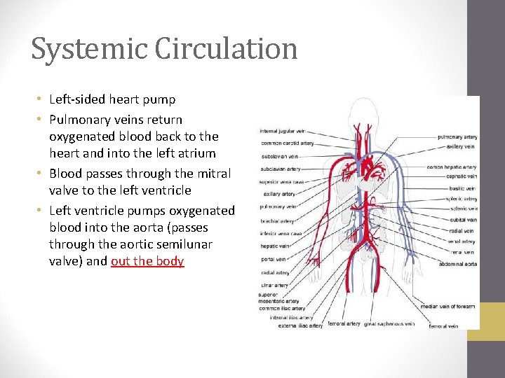 Systemic Circulation • Left-sided heart pump • Pulmonary veins return oxygenated blood back to