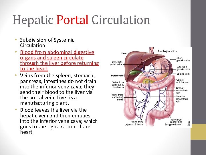 Hepatic Portal Circulation • Subdivision of Systemic Circulation • Blood from abdominal digestive organs