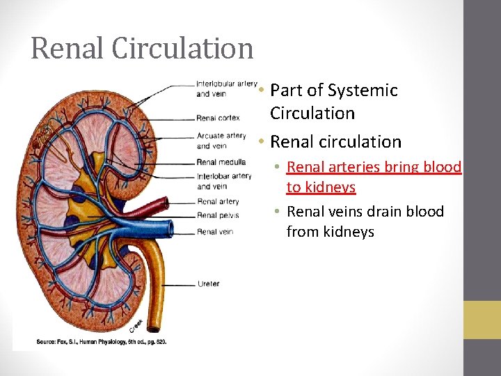 Renal Circulation • Part of Systemic Circulation • Renal circulation • Renal arteries bring