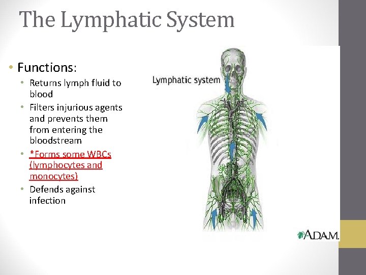 The Lymphatic System • Functions: • Returns lymph fluid to blood • Filters injurious
