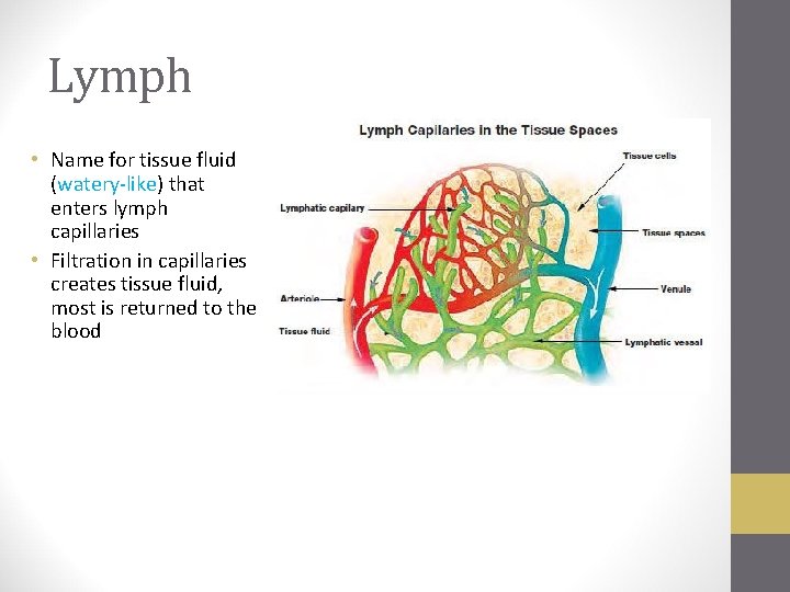 Lymph • Name for tissue fluid (watery-like) that enters lymph capillaries • Filtration in