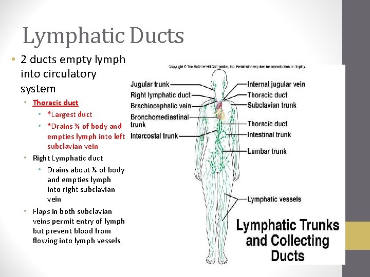 Lymphatic Ducts • 2 ducts empty lymph into circulatory system • Thoracic duct •